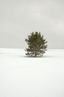 Standing alone on a snow-covered hill