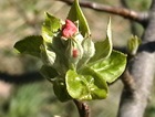 Pristine apple ready to bloom