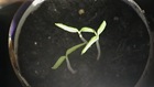 Tomato seedlings