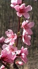 Hardired Nectarine in bloom