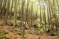 The rocky hills seen through an opening in the forest.