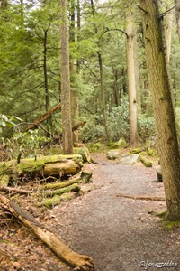 Winding through the forest...
