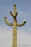 Saguaro cactus just beginning to bloom