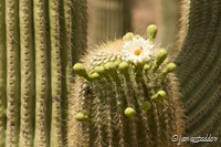 Closeup of a saguaro bloom