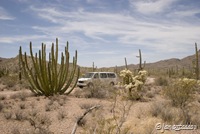 Driving through the cactus "forest"