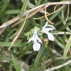 Rosemary flowers