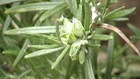 Rosemary seed capsule