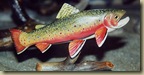 State Fish - Brook Trout