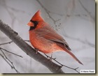 State Bird - Cardinal
