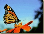 State butterfly - Monarch Butterfly