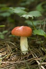 Mushrooms everywhere  :)