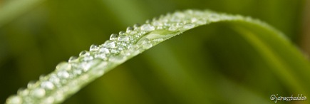 Wet leaf
