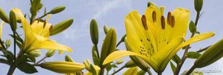 Sky Lilies