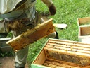 Taking the honey