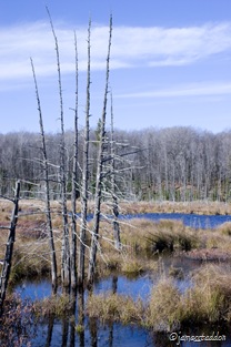 Truly a wilderness place