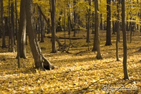 The forest in fall