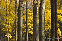 Abstract forest scene