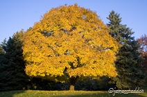 A maple at peak color