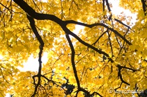 Sun-saturated leaves