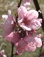 Peach 3, Hardired Nectarine 4-15-08