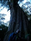 The last sight to see: the 1000-year old tree, a red cypress