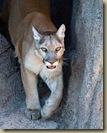 Mountain lion stalking prey