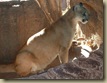 Cougars live in North America