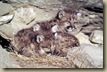 Cougar cubs