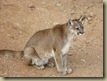 Cougar sitting