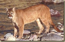 Mountain lion