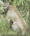 Florida panther