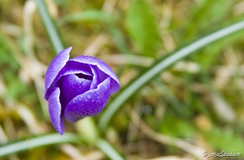 Spring Crocus