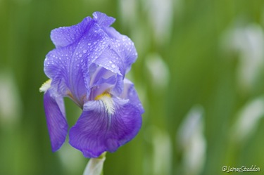 Delicate flower detail