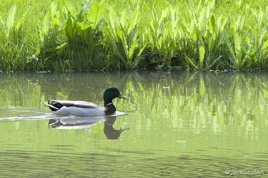 Swimming by