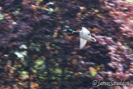 A mallard in flight