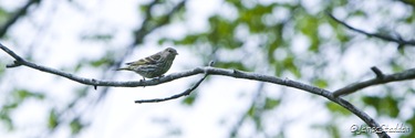 Marsh Sparrow (I think)