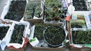 Seedling trays