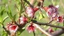 Peach bloom on Reliance 4-27-09