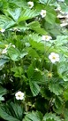 Alpine Strawberry plants, 4-27-09