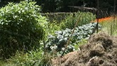 Kale, onions, cantaloupe, and calendula in the row this year.