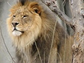 King of beasts