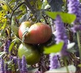 On the vine is the best place for tomatoes to ripen!