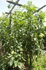 Strong, healthy tomato plants out-growing our 7-ft trellis
