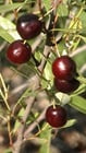 Every child should eat cherries smack off the tree, sell some to the neighbors, and not worry about Federal regulations.