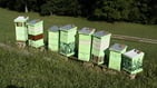 A row of beehives