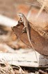 The Cuban Brown Anole is quick to flee from danger