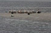 White pelicans, brown pelicans, and cormorants