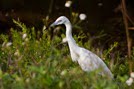 An immature Little Blue Heron