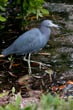 Little Blue Heron