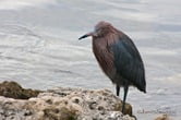 Reddish Egret